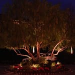 Tree lighting effects